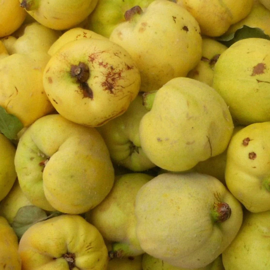 Coing BIO - 300g NOT_APPLICABLE vrac-zero-dechet-ecolo-montaudran