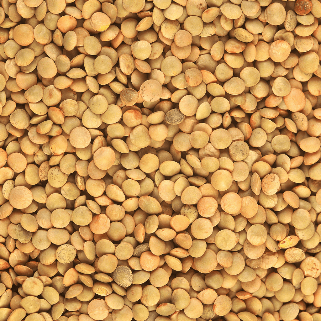 DATE-COURTE (07/23) PROLONGE (07/24)Lentilles blondes BIO - 5kg Coopérative agricole Qualisol vrac-zero-dechet-ecolo-montaudran