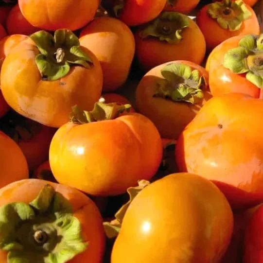 Kaki Fuyu BIO - La paire NOT_APPLICABLE vrac-zero-dechet-ecolo-montaudran