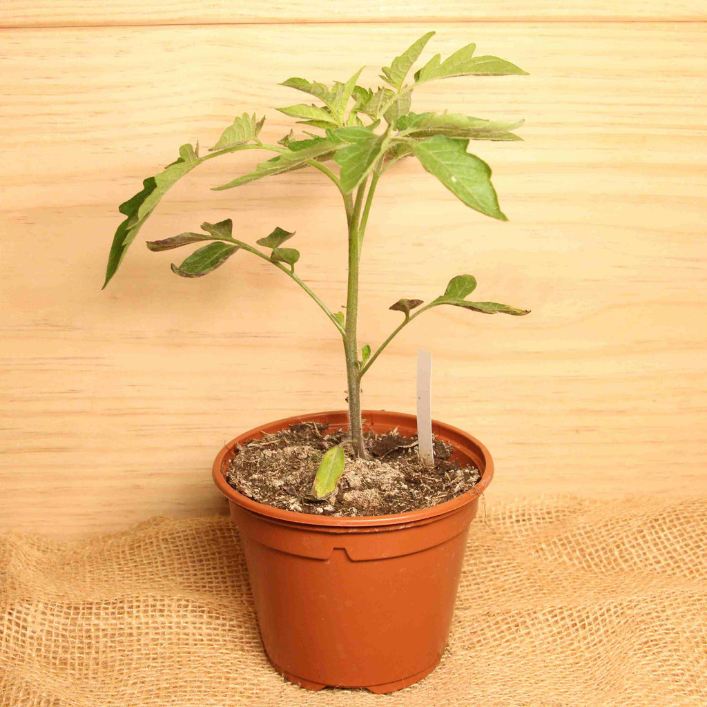 Plant de tomate cerise variété "Prune rouge" BIO - Le pot Le Bon Plant vrac-zero-dechet-ecolo-montaudran