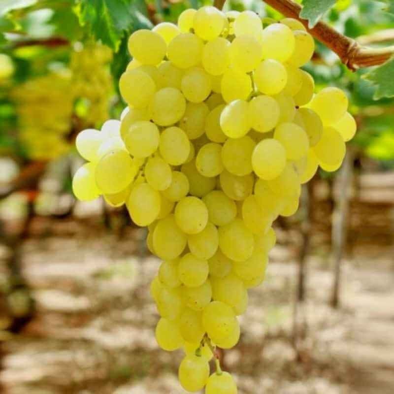 Raisin blanc sans pépins BIO - 500g NOT_APPLICABLE vrac-zero-dechet-ecolo-montaudran