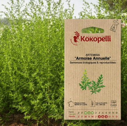 Semences - Artemisia Armoise Annuelle BIO Kokopelli vrac-zero-dechet-ecolo-montaudran
