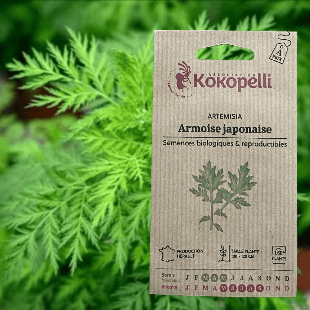 Semences - Artemisia Armoise Japonaise BIO Kokopelli vrac-zero-dechet-ecolo-montaudran