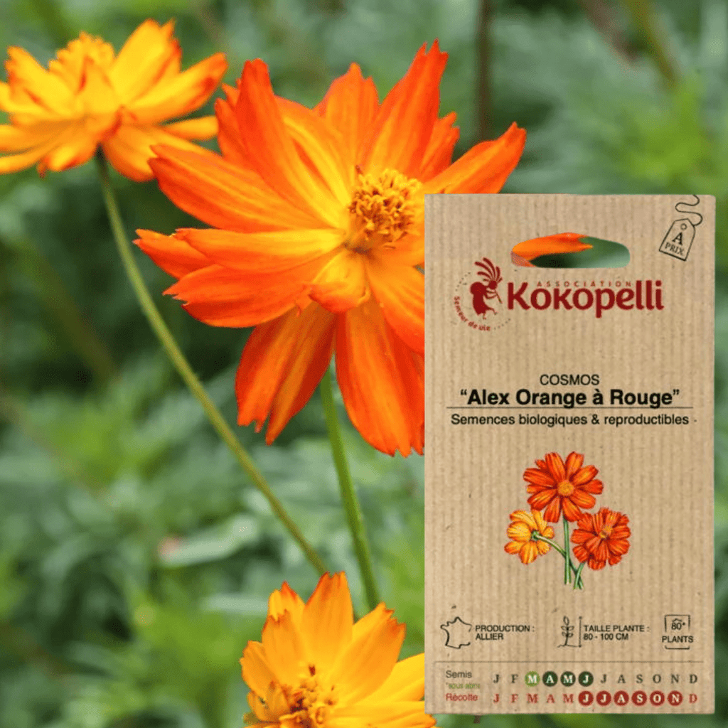 Semences - Cosmos Alex orange à rouge BIO Kokopelli vrac-zero-dechet-ecolo-montaudran