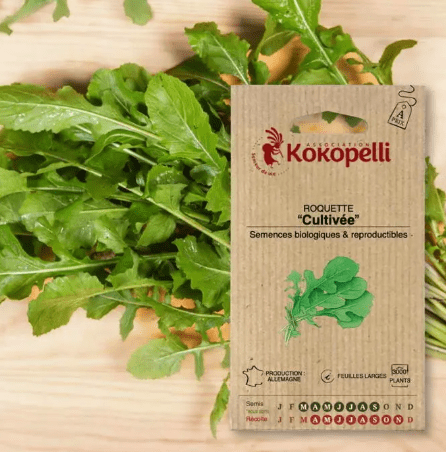 Semences - Roquette cultivée BIO Kokopelli vrac-zero-dechet-ecolo-montaudran