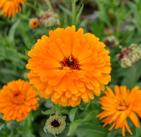 Semences - Souci officinal BIO Kokopelli vrac-zero-dechet-ecolo-montaudran