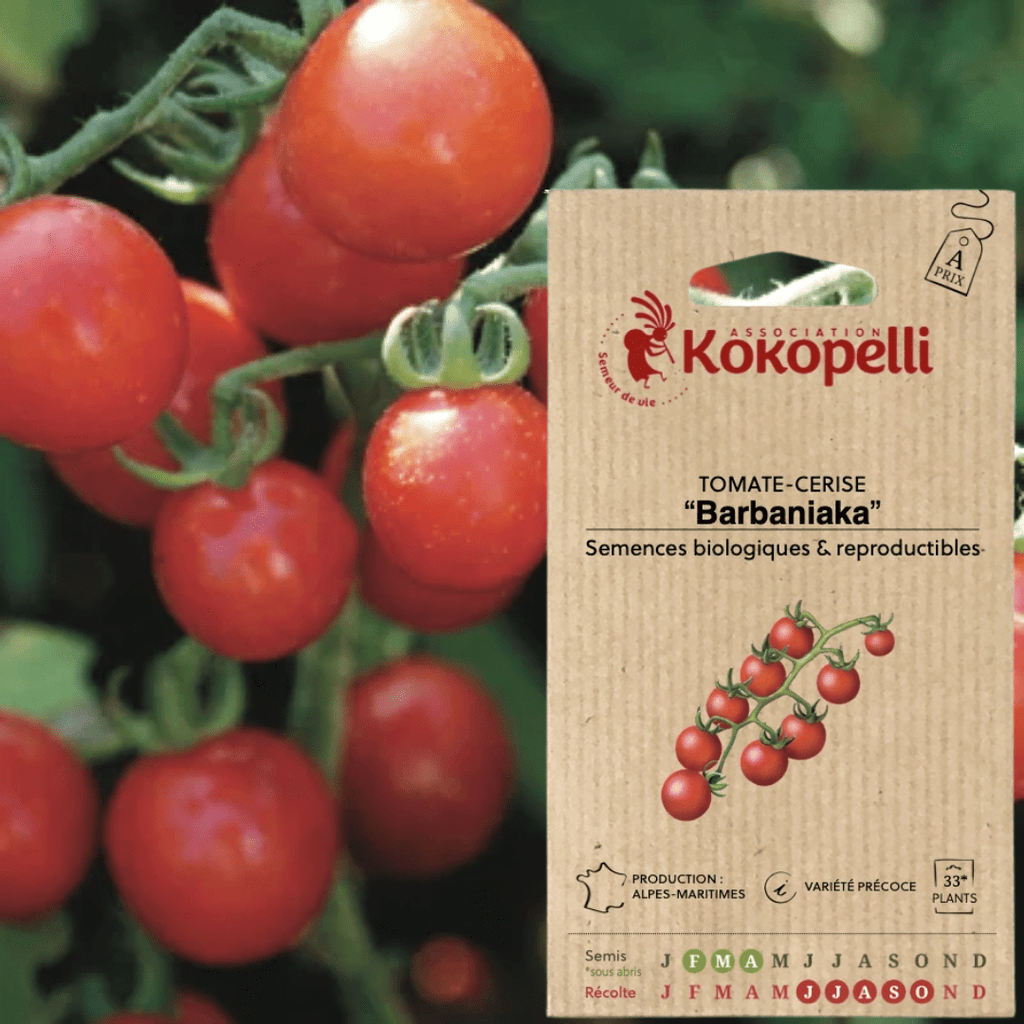 Semences - Tomate-Cerise Rouge Barbaniaka BIO Kokopelli vrac-zero-dechet-ecolo-montaudran